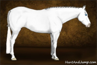 Horse Color:Silver Amber Champagne Roan Dun Splash Tobiano Frame Appaloosa Rabicano