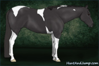 Horse Color:Smoky Black Tobiano 