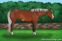 Horse Color:Silver Brown Sabino 