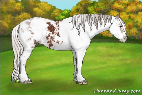 Horse Color: Silver Bay Sabino 