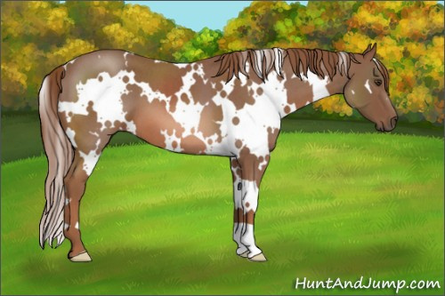 Horse Color: White Spotted Red Roan 