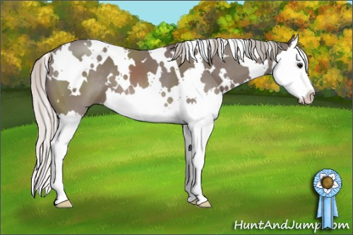 Horse Color: White Spotted Silver Black Sabino Splash 