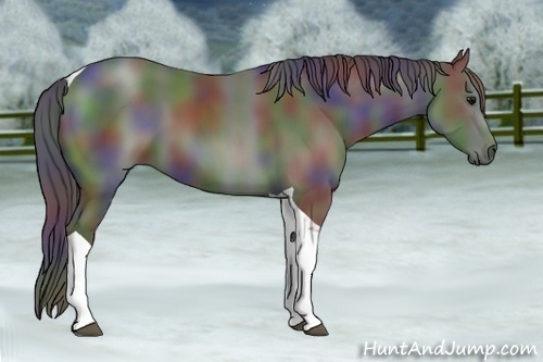 Horse Color: Nacre Black Tobiano 