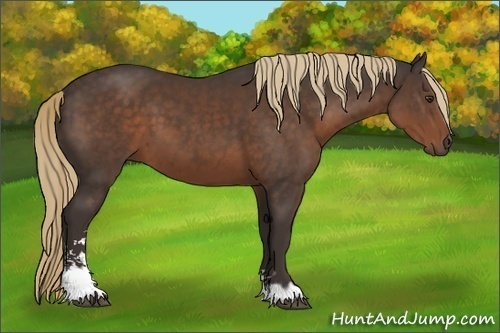 Horse Color: Liver Chestnut Sabino 