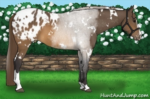 Horse Color: White Spotted Buckskin Sabino Blanket 