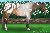 Horse Color:White Spotted Buckskin Sabino Blanket 