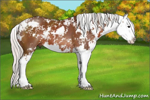 Horse Color: Silver Brown Sabino Splash 