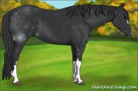 Horse Color:Black 