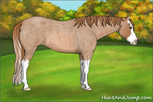 Horse Color: Red Roan Splash 