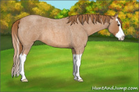 Horse Color:Red Roan Splash 