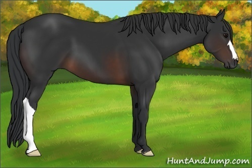 Horse Color: Brown 