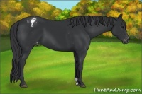 Horse Color:Black Varnish 