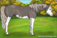 Horse Color:Silver Black Splash 