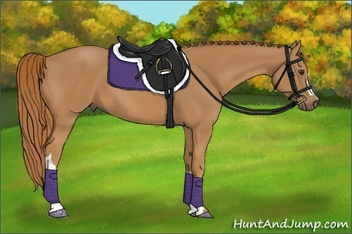 Horse Color: Unknown 