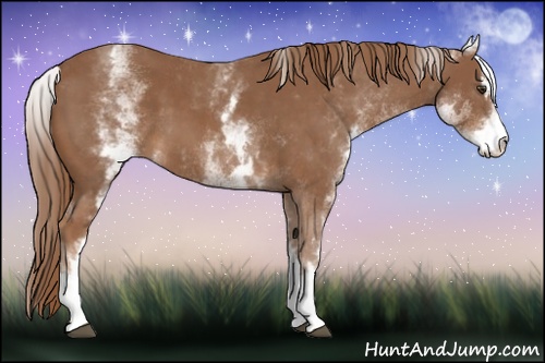 Horse Color: White Spotted Chestnut Sabino 