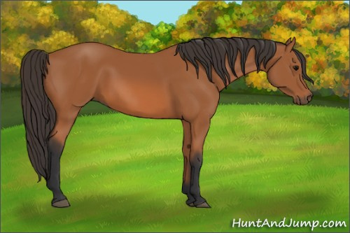 Horse Color: Bay 