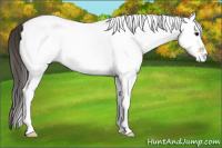 Horse Color:White Spotted Bay 