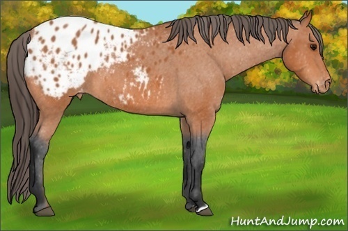 Horse Color: Bay Blanket 