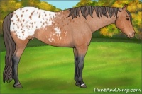 Horse Color:Bay Appaloosa 