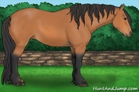 Horse Color:Bay Sabino