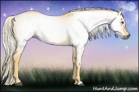 Horse Color:Gray Palomino 