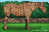 Horse Color:Bay  Brindle