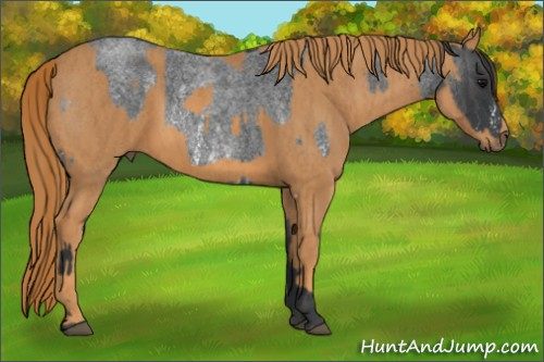 Horse Color: White Spotted Blue Roan Rabicano  Brindle