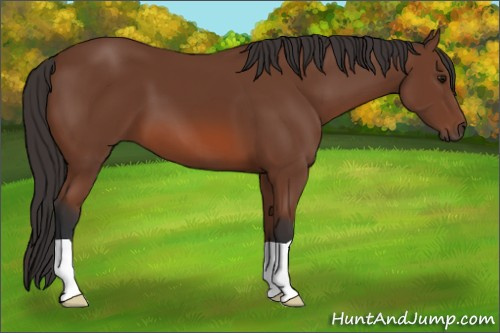 Horse Color: Bay 
