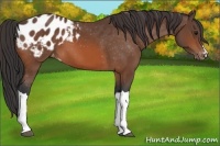 Horse Color:Bay Appaloosa 