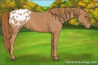 Horse Color:Chestnut Appaloosa