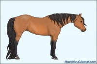 Horse Color:Bay Sabino 