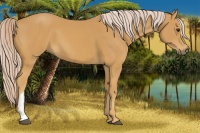 Horse Color:Palomino 