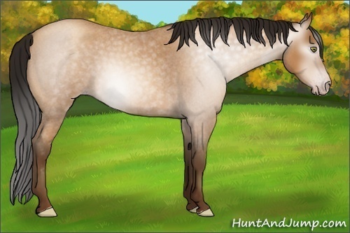 Horse Color:Gray Amber Champagne Roan 