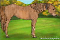 Horse Color:Bay  Brindle