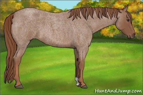 Horse Color: Unknown 