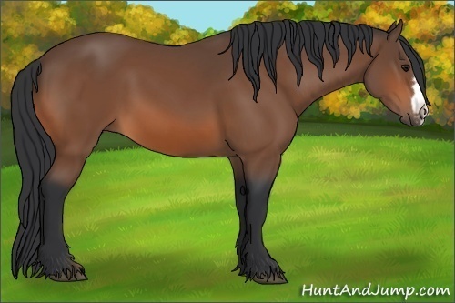 Horse Color: Bay Frame 