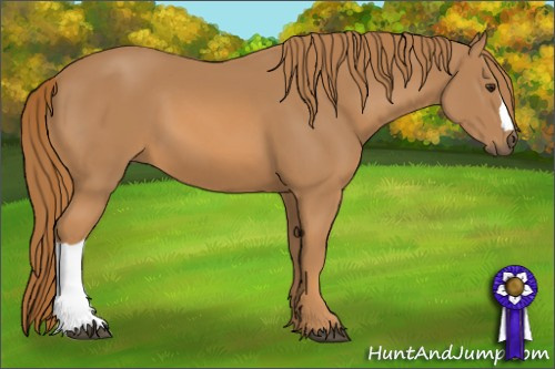 Horse Color: Chestnut 
