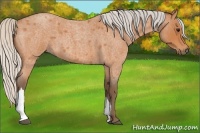 Horse Color:Silver Bay Roan