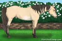 Horse Color:Buckskin Roan 