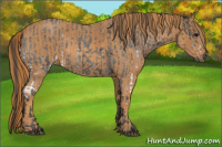 Horse Color:White Spotted Blue Roan Rabicano  Brindle