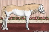 Horse Color:Gold Champagne Splash 