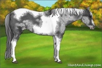 Horse Color:White Spotted Black Splash Tobiano Frame Appaloosa 