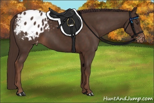 Horse Color:Liver Chestnut Appaloosa 
