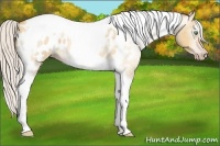 Horse Color:Gray Silver Amber Cream Champagne Roan Dun Splash Tobiano Frame Appaloosa Rabicano 