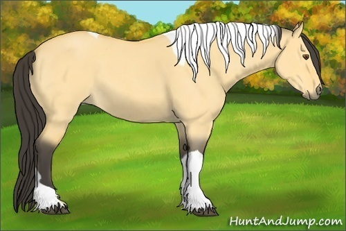 Horse Color:Buckskin Roan Dun Tobiano