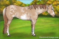 Horse Color:White Spotted Red Dun Sabino Frame 
