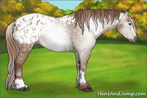 Horse Color:Gray White Spotted Chestnut Sabino Frame Appaloosa