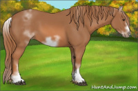 Horse Color:White Spotted Chestnut Sabino Frame 