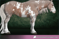 Horse Color:White Spotted Silver Black  Brindle