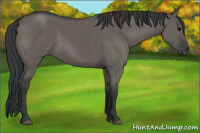 Horse Color:Grullo 